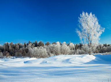 Nebraska Winter Pests