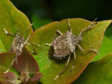 Stink Bugs in Omaha, NE