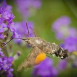 A hummingbird hawk-moth hovering near purple flowers, illustrating common moths found in Omaha, Nebraska.