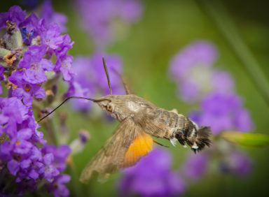 Moths Omaha, Nebraska