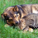 A dog and cat lying together in the grass, representing the need for flea control for household pets in Omaha, NE.