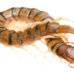 A large brownish centipede with many legs isolated on a white background, highlighting common pests treated by Omaha Pest Control in Nebraska.