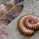A macro view of a striped yellow and black millipede curled in a spiral next to a dry leaf, representing common pests managed by Omaha Pest Control in Nebraska.