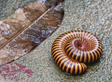 Millipedes & Centipedes