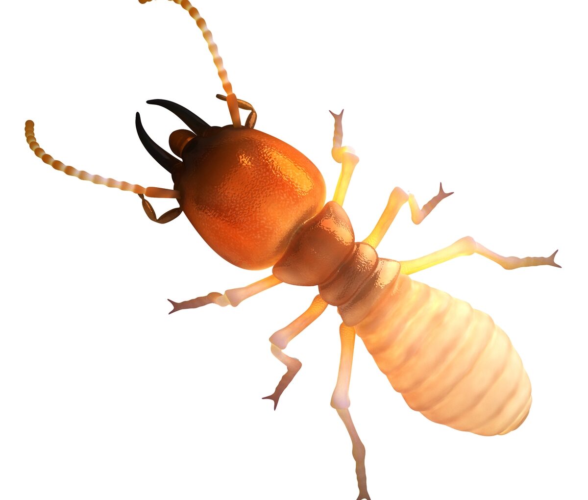 Termites - Chomp, Chomp, Chomp!