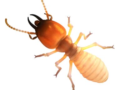 Termites - Chomp, Chomp, Chomp!