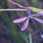 A macro view of a purple and blue dragonfly or damselfly resting on a green leaf with water droplets, illustrating local wildlife in Omaha, NE.