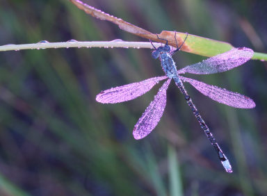 Dragonflies In Nebraska