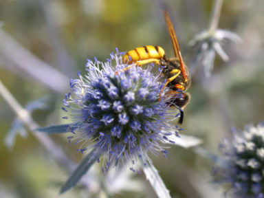 April Showers Brings Pests