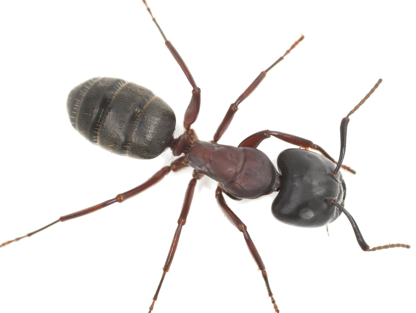 Carpenter Ants In Omaha Metro