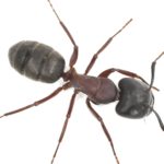 A macro photograph of a large black carpenter ant on a white background, representing wood-destroying pests treated by Omaha Pest Control in Nebraska.
