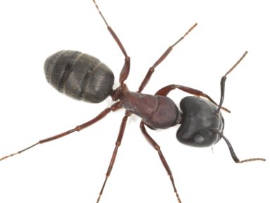 Carpenter Ants In Omaha Metro