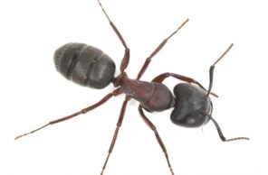 A macro photograph of a large black carpenter ant on a white background, representing wood-destroying pests treated by Omaha Pest Control in Nebraska.