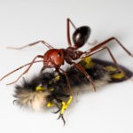 carpenter ant on top of shadow