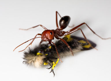 Carpenter Ants Attack