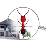 Magnifying glass inspecting a large red ant in front of a house, representing professional pest control and termite inspections in Omaha, NE.