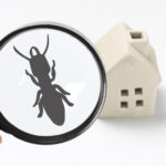 Professional termite inspection in Omaha using a magnifying glass to identify wood-destroying pests near a home model.