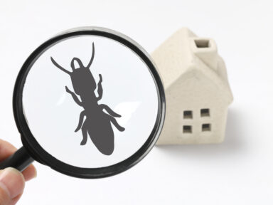 Termite Inspections in Omaha, NE