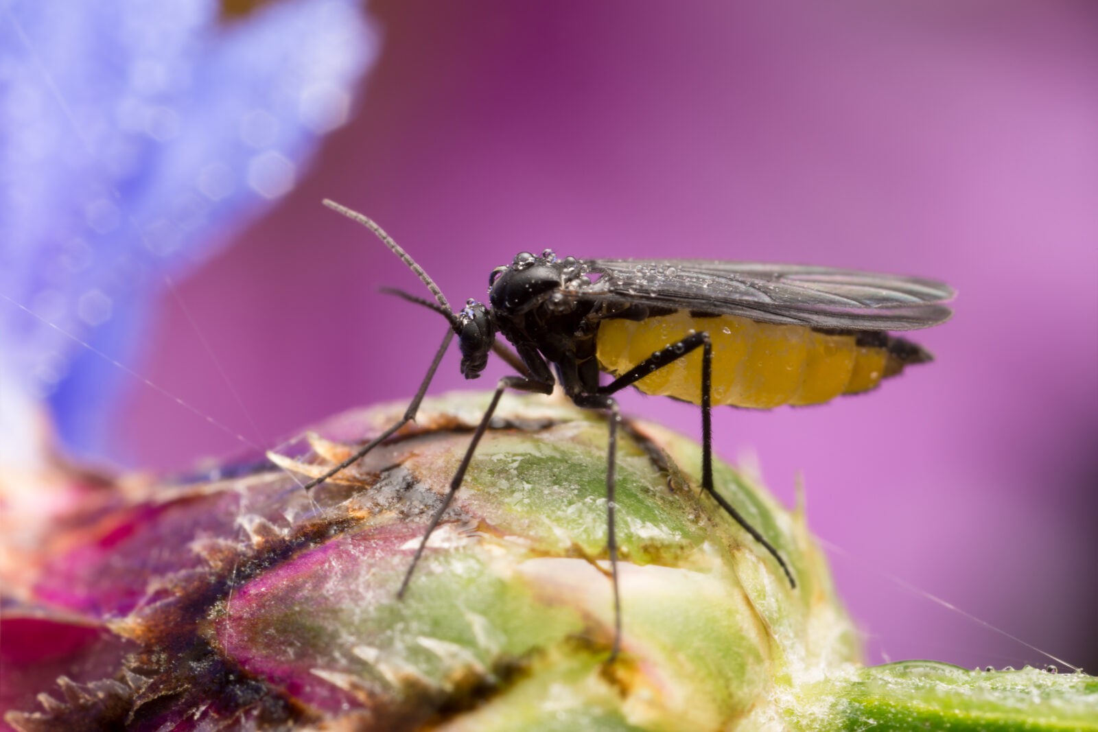 Got BSF?  Say Goodbye to Houseflies, Gnats & Fruit Flies