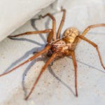 A macro photograph of a large brown spider, such as a wolf spider or grass spider, illustrating common arachnids that require spider control services in Omaha, Nebraska.