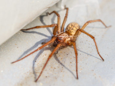 Spiders Needing Control in Omaha