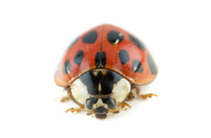A high-resolution macro photograph of an Asian lady beetle on a white background, representing the professional pest identification and removal services provided by Omaha Pest Control in Nebraska.