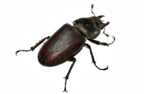 A high-resolution macro photograph of a beetle on a white background, representing the professional pest identification and removal services provided by Omaha Pest Control in Nebraska.