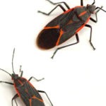 A high-resolution macro photograph of a boxelder bug on a white background, representing the professional boxelder bug control and removal services provided by Omaha Pest Control in Nebraska.