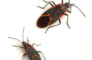 A high-resolution macro photograph of a boxelder bug on a white background, representing the professional boxelder bug control and removal services provided by Omaha Pest Control in Nebraska.