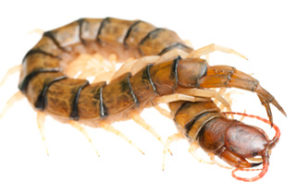 A high-resolution macro photograph of a house centipede on a white background, representing the professional centipede control and removal services provided by Omaha Pest Control in Nebraska.