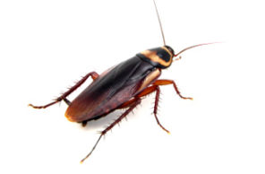 A high-resolution macro photograph of a cockroach on a white background, representing professional cockroach control and removal services provided by Omaha Pest Control in Nebraska.
