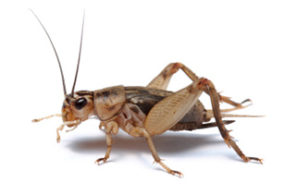 A high-resolution macro photograph of a house cricket on a white background, representing the professional cricket control and removal services provided by Omaha Pest Control in Nebraska.