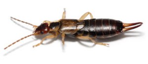 A macro photograph of a brown European earwig with visible pincers, representing common pests treated by Omaha Pest Control in Nebraska.