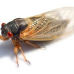 cicada killer wasp shadow omaha nebraska