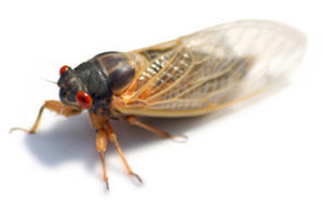 A high-resolution macro photograph of a cicada (periodical cicada) on a white background, representing the professional pest identification and removal services provided by Omaha Pest Control in Nebraska.