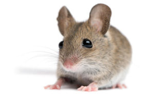 A high-resolution macro photograph of a house mouse on a white background, representing the professional rodent control and removal services provided by Omaha Pest Control in Nebraska.