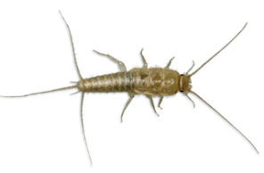 A high-resolution macro photograph of a silverfish on a white background, representing the silverfish control and removal services provided by Omaha Pest Control in Nebraska.