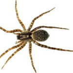 brown recluse spider control omaha