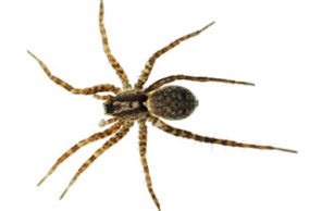 A high-resolution macro photograph of a brown spider on a white background, representing the spider control and removal services provided by Omaha Pest Control in Nebraska.