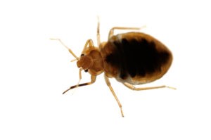small bed bug white background