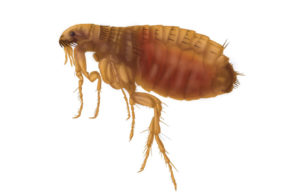 Profile view of a reddish-brown flea on a white background, highlighting common pests that require professional extermination in Omaha, NE.