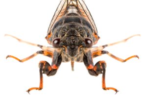 A detailed macro photograph of a cicada, showing its intricate wing structures and large eyes, illustrating pests managed by Omaha Pest Control in Nebraska.