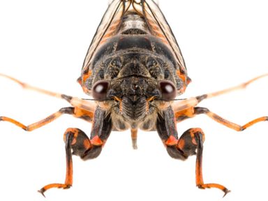 Cicada Killer Wasps