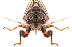A detailed macro photograph of a cicada, showing its intricate wing structures and large eyes, illustrating pests managed by Omaha Pest Control in Nebraska.