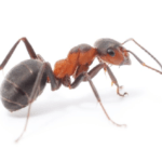A high-resolution macro photograph of a red and black ant (such as a carpenter ant or fire ant) on a white background, representing the professional ant control services provided by Omaha Pest Control in Nebraska.