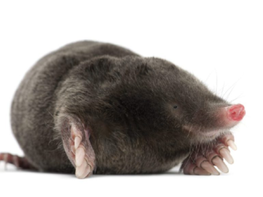 Mole Control in Omaha