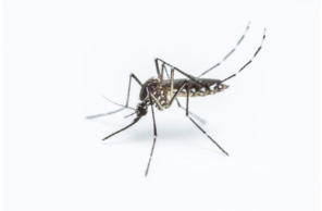 A high-resolution macro photograph of a black and white striped mosquito (likely an Asian Tiger or Yellow Fever mosquito) on a white background, representing professional mosquito control services in Omaha, Nebraska.
