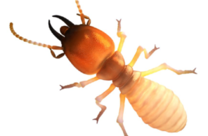 A high-detail identification photo of a subterranean termite, representing the professional termite inspection and control services provided by Omaha Pest Control in Nebraska.