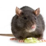 A close-up of a vole, a common burrowing rodent that can damage lawns and gardens in Papillion, NE.