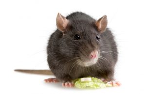 A close-up of a vole, a common burrowing rodent that can damage lawns and gardens in Papillion, NE.